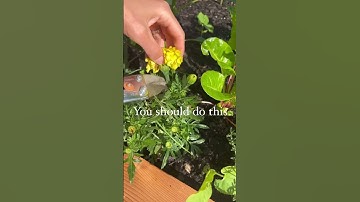 Thumbnail of The secret to marigolds all summer long? Dead head them as soon as they die🤫#garden #marigold