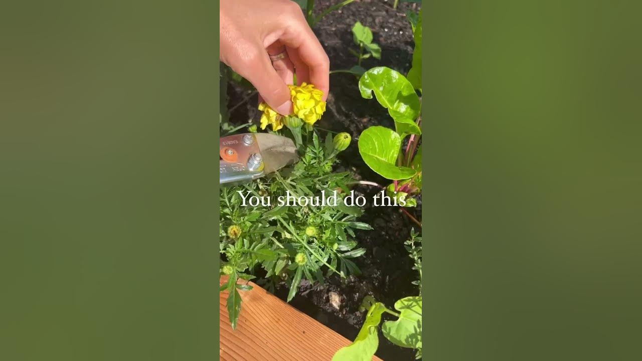 The secret to marigolds all summer long? Dead head them as soon as they die🤫#garden #marigold