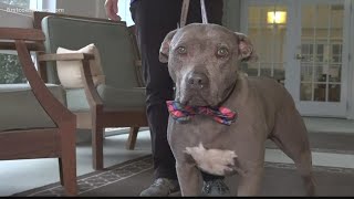 Pet therapy helps children with disabilities, hospice patients