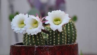 2018 Argentine Cactus Bloom