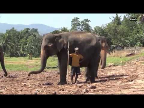 Video: Elefanten Berühren: Reflexionen Aus Sri Lanka - Matador Network