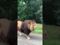 Lion Walking Through Cars In The Road