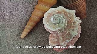 Is It Really The Ocean We Hear In That Conch Shell ? Mystery Solved !
