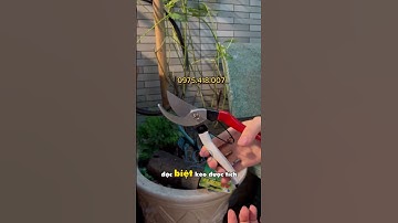 Kéo cắt cành cao cấp A8 Buddy BD017 làm từ chất liệu thép SK5 Nhật Bản đảm bảo độ sắc bén,cứng cáp