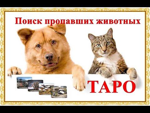 Вопрос: Как составить объявление о пропаже домашнего питомца?