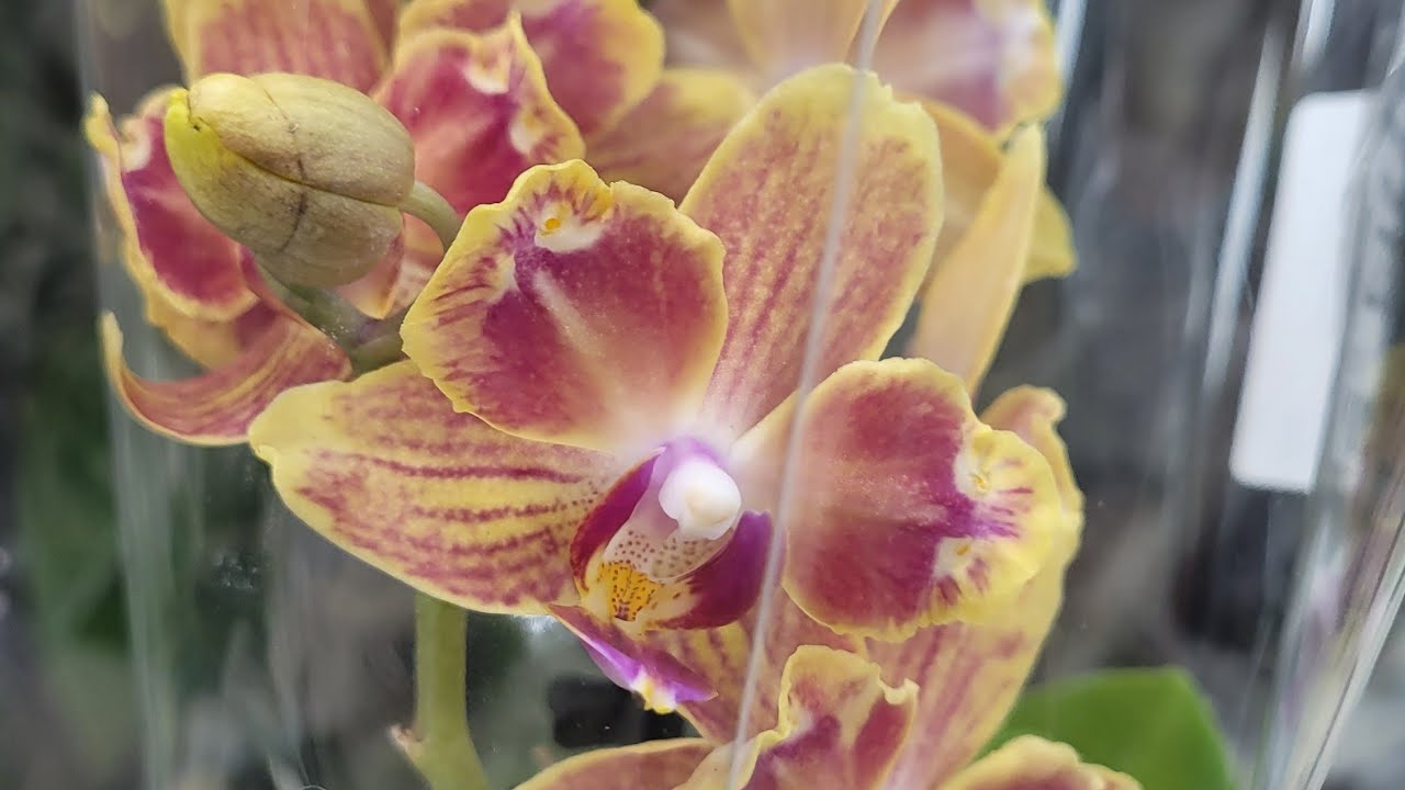 Обзор орхидей в магазине Luxury Plants город Москва