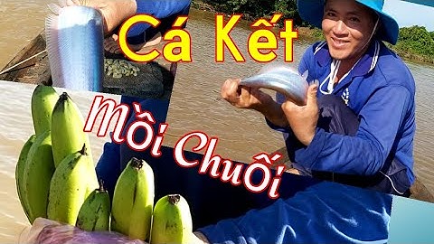 Giăng Câu Mồi Chuối Già Cui / Thu Hút Cá Kết Cá Sát /Săn Bắt Đồng Tháp / Kiềm Rapper #45
