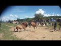 Nyuj Txawj Kub Nyuj Ej Sab Moos Them 2024 Nyuj Txawj Kub Nyuj Ej Sab Moos Them 2024