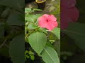 single impatient r পুলি কেনেকৈ ওলাইছে চাব পাৰে 😊#assamese#virel