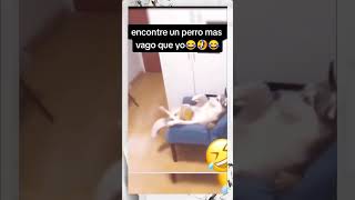 #funny #funnyvideo #reelsviral #comedia #humor #reels #viral #short #dog #dogs #shorts #shortvid