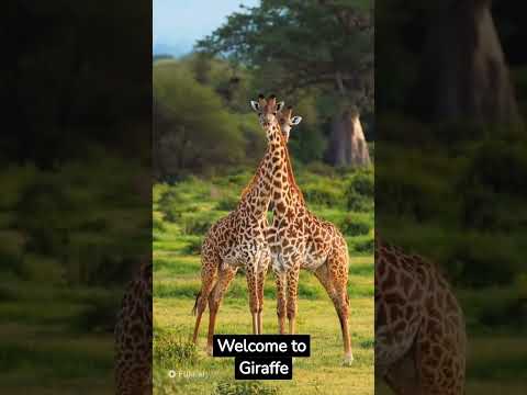 Giraffe World: Discovering the Tall Wonders 🦒🦒 #shorts