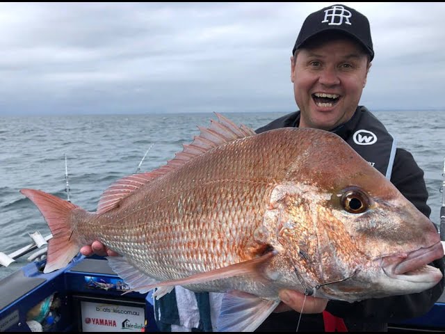 HOW to Rigg a Bait for snapper in Port Phillip Bay 