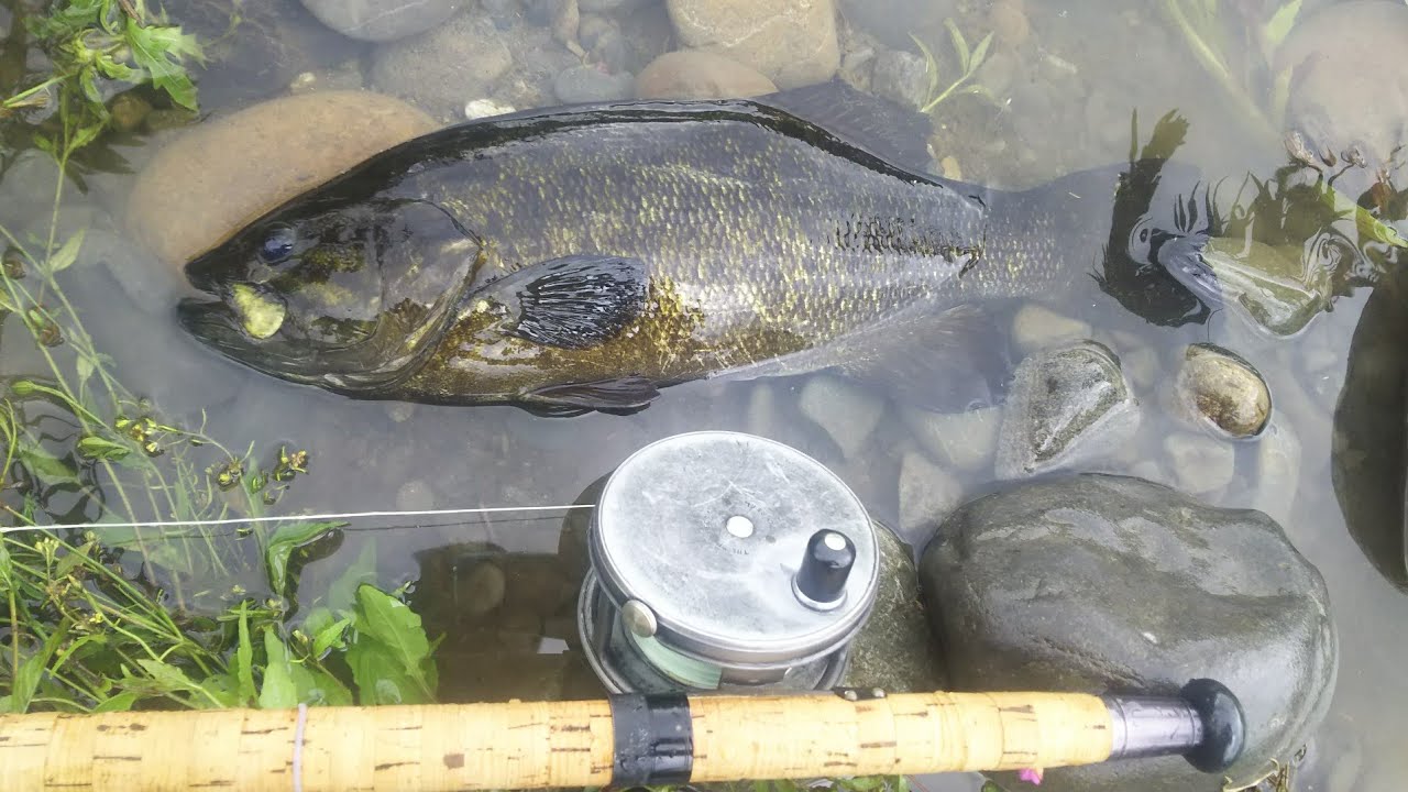 19 多摩川 フライ スモールマウスバス 48cm 増水後 快進のパワーウェット Youtube