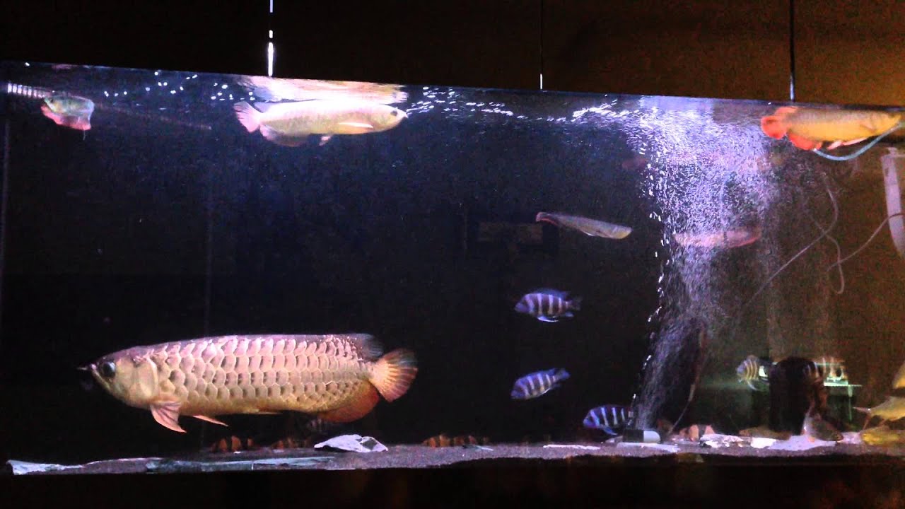 Aqua Zonic miracle Arowana lighting YouTube