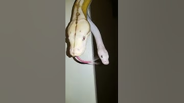 Falkor the goldenchild cow reticulated python and Faye the orange glow motley tiger reticulated pyth