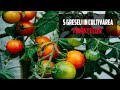 5 GREȘELI de evitat în cultivarea TOMATELOR