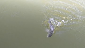 A Hàn Quốc 🇰🇷 một ngày trải nghiệm câu cá tráp mồi bột của shop đồ câu But Cần Giờ