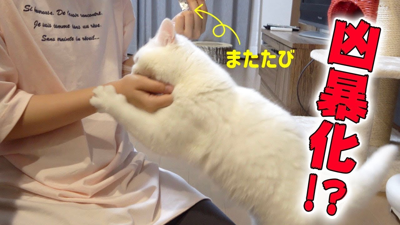 とある事情でまたたびを使ったら予想外の反応をした猫 Youtube