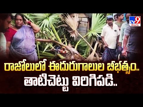 Cyclone Montha : రాజోలులో ఈదురుగాలుల బీభత్సం.. తాటిచెట్టు విరిగిపడి..  - TV9 - TV9