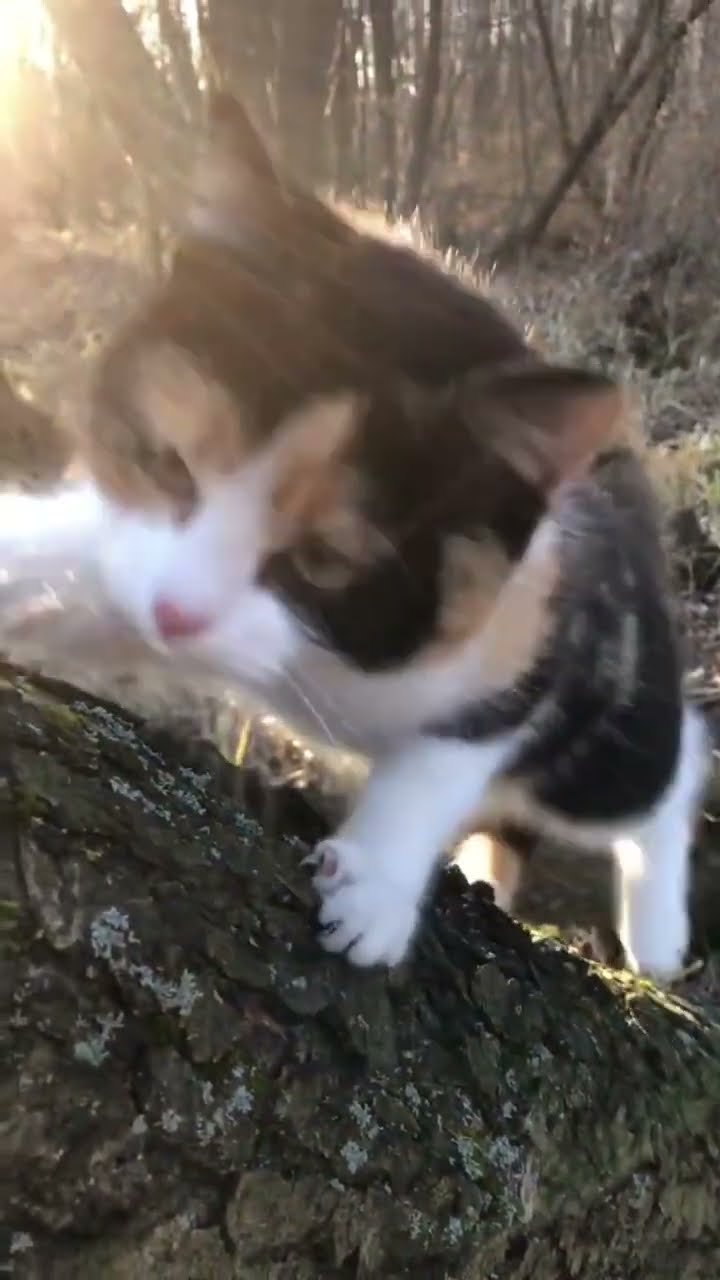 ASMR Kittyo on a late night