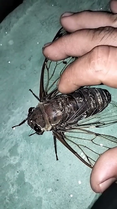 tonggeret nyaring bunyinya @askaaiden1725