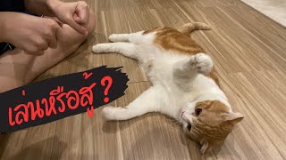 แมวเล่น หรือ แมวสู้ ? Play or Fight ? [ Scottish Fold Cat ~ แมวสก็อตติชโฟลด์ ]