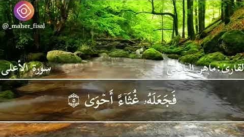 القارئ ماهر اليافعي