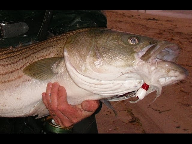 Surf Fishing for Striped Bass With a Bucktail 