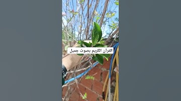 القرآن الكريم بصوت جميل #القران_الكريم #اكسبلور #تيك_توك #دويتو #المصحف #duet