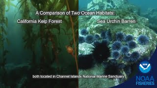 Sunflower Sea Stars Support Kelp Forests and Prevent Urchin Barrens @noaafisheries