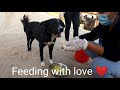 Feeding Stray Dogs 🐕 🐶 🐩