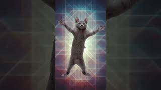 cat like button animation#cat