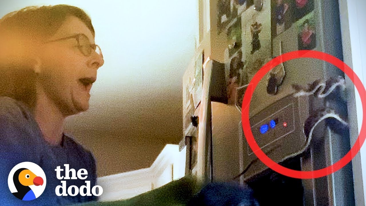 Terrified Mom Finds Snake Behind the Fridge The Dodo YouTube