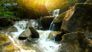 Nature Sounds - Live 24/7 | Tropical Rainforest with Summer Stream | Water Sound Nature Meditation