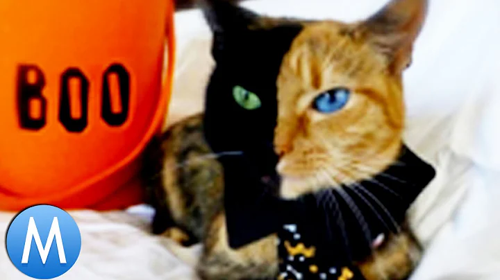 10 Animals You Didn't Know Existed!