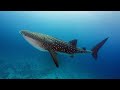 Gentle Giants of the Deep: The Mesmerizing World of Whale Sharks