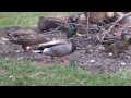 wood ducks versus mallards