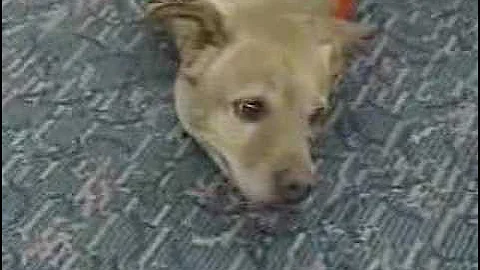 Airline loses two-legged dog