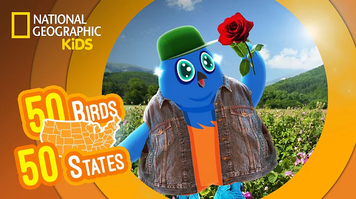 New York - Feat. Rapper MC Blue the Eastern Bluebird | 50 Birds, 50 States