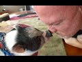 Snout Wrestling with Carnitas the Mini Pig