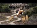 Angry Buffalo herd attack Lion very hard to save the baby, Wild Animals Attack