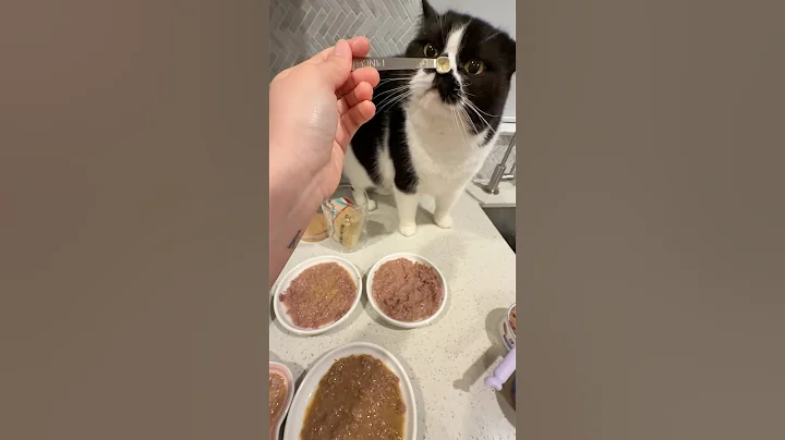 Video 11636891: britishshorthair persian, persian cat feeding kittens