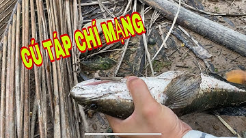 CÂU CÁ LÓC ĐỒNG, HÀNH TRÌNH ĐI TÌM CÁ LÓC KHỦNG|| NDK Vlogs