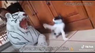 Cat scared by tiger doll meme | Cat vs Tiger | Run Meme | Cat Funniest Reaction | #compilation | screenshot 2