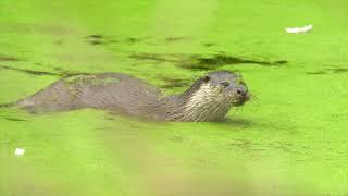 Otter in Ipswich