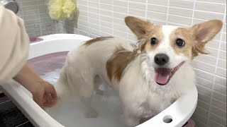 처음으로 욕조에서 목욕한 강아지의 반응은? by 나는 마리야 I am Marie! 18,679 views 2 years ago 5 minutes, 15 seconds