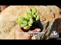 Quick peek cotyledon ladismithiensis bears paw