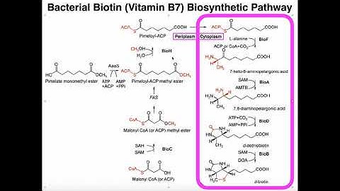Biotin Biosynthesis in Bacteria