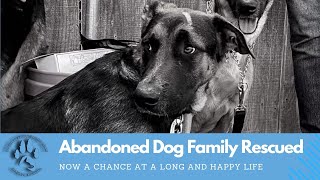 Abandoned Dog Family Rescued