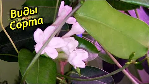 Разнообразие мадагаскарского жасмина. Виды и сорта Стефанотиса.